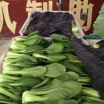 上海青油菜