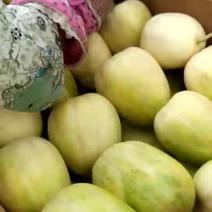 内蒙科尔沁区沙土地香瓜大量上市，口感脆甜