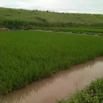 生态养殖泥鳅，出售生态优质大米