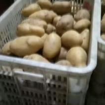 荷兰十五土豆