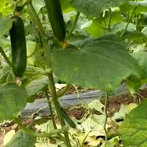 水果黄瓜鲜花带刺18~22公分
