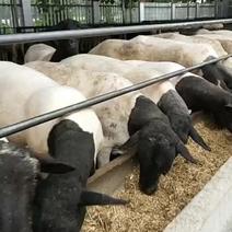 出售纯种小尾寒羊，杜泊羊，澳洲白羊