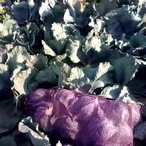 紫甘兰，9月底上市，品质好，品质优，单棵2一3斤