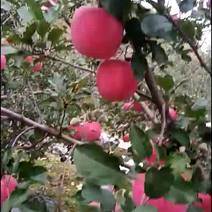 高原红富士苹果
