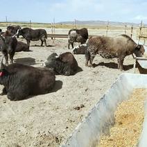 350公斤育肥藏牦牛，