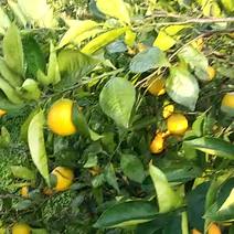 优质塔罗科血橙全国货品优质果品纯正对接批发商！