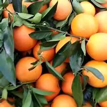 夏橙枝头鲜果对接电商，商超，社区团购，市场，保质保量