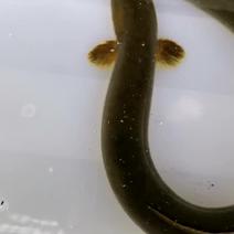 土鳗鱼精品河鳗湖鳗江鳗鳗鲡淡水鱼批发