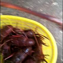 大红海龙虾