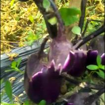 圆茄子……紫铃早茄，二百五十亩。三到五年将会井喷型发展…
