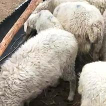 内蒙古优质二洪韩羊苗，种公羊，出售