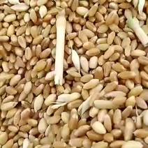 大量供应优质小麦。