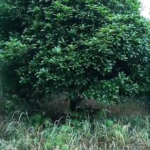 八月桂风景树