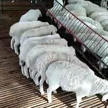 小尾寒羊，大羊，繁殖羊，种羊价格，有需要的可以我
