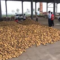辽宁锦州土豆大量上市