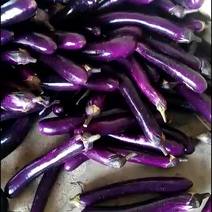 广西南宁市周边的新苗紫长茄，烧烤茄开始上市可长期供应