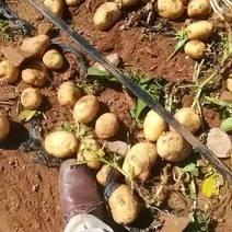 售各类土豆，收获中的希森6号三两通货，黄色地，欢迎订购。