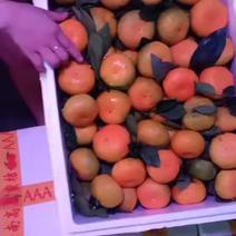 代卖云南蜜橘，走量巨大，4元一斤