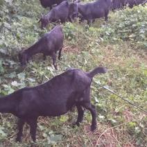 努比亚黑山羊（体形大，生长快，繁殖力高，抗病能力强）