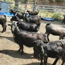 羊，黑山羊，精选本地优质散养黑