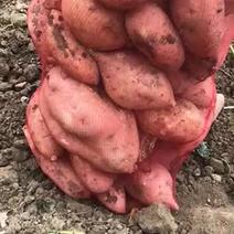龙九红薯