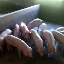 太湖母猪，苏太母猪，杜洛克公猪，长白母猪，二元母猪