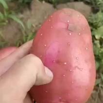 内蒙古自治区红皮土豆
