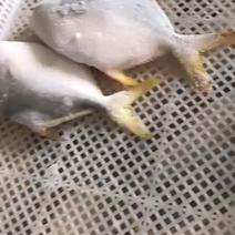 金鲳鱼活体单冻规格400-500