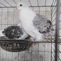 夫蓉鸽种鸽正在繁殖期要的连系