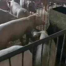 原种太湖母猪，18-24奶头，包产仔包健康