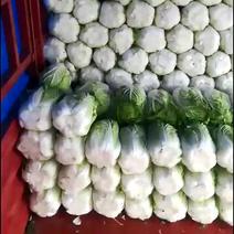 黄心白菜大量上市按要求发货4/6斤3.5斤