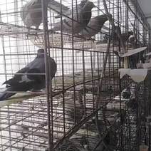瓦灰种鸽正在繁殖期包活到家