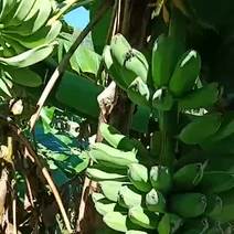 大芭蕉，野山蕉，大然种植13.8元10斤