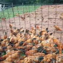 四川当地山林土鸡，7000只可出栏，欢迎咨询考察