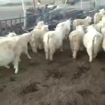 辽宁绒山羊种羊
