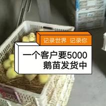 长年出售鹅苗，大三花三花杂太州皖蒲四季白鹅