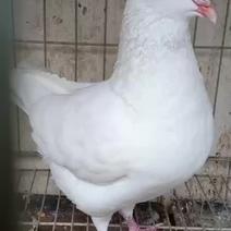 纯白色的元宝鸽正在繁殖期