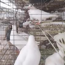 白羽王种鸽正在繁殖期