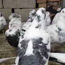 大体型雪花元宝鸽正在繁殖期间一斤半左右