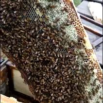 荔枝蜜纯正天然蜂蜜自产自销高州农人