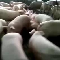 农户自己养殖的体型猪