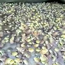 贵州牛蛙苗，牛蛙蝌蚪，美蛙苗，免费提供技术