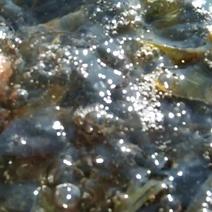 山泉溪水鲜活溪石斑鱼