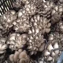 现采灰平菇大量上市质量保证一手货源欢迎采购