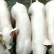 长白母猪，主要特点产仔多，生长发育快，省饲料，胴体瘦肉率