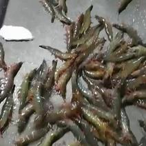 海南鲜活基围虾，物美价廉！