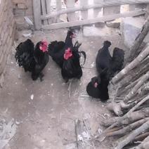 黑色元宝鸡观赏珍禽养殖场各种观赏鸡全国发货