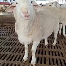 澳洲白绵羊怀孕母羊免费送货货到付款一只也