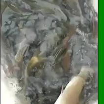 裂腹鱼细鳞鱼鱼苗冷水鱼淡水养殖食用鱼苗