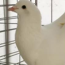 种苗白羽王种鸽正在繁殖期要的连系